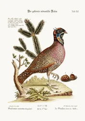 Den hornede indiske fasanen, 1749-73